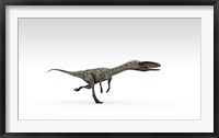 Coelophysis Dinosaur Framed Print