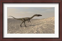 Framed Coelophysis Walking through Desert