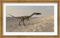 Framed Coelophysis Walking through Desert