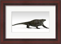 Framed Cotylorhynchus