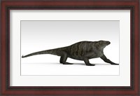 Framed Cotylorhynchus