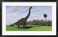 Framed Large Brachiosaurus in a Field