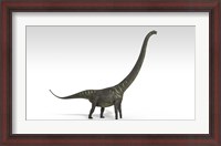Framed Mamenchisaurus Dinosaur