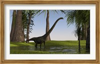 Framed Mamenchisaurus Walking through Swamp