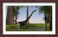 Framed Mamenchisaurus Walking through Swamp