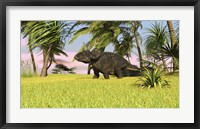 Framed Triceratops Roaming a Tropical Environment