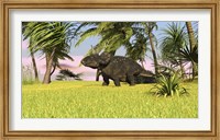 Framed Triceratops Roaming a Tropical Environment