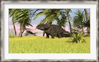 Framed Triceratops Roaming a Tropical Environment