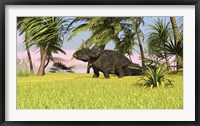 Framed Triceratops Roaming a Tropical Environment