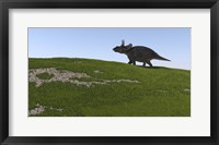 Framed Triceratops Walking Across a Grassy Field