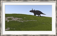 Framed Triceratops Walking Across a Grassy Field