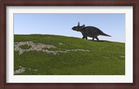 Framed Triceratops Walking Across a Grassy Field