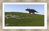 Framed Triceratops Walking Across a Grassy Field