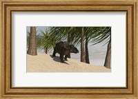 Framed Triceratops Walking in a Tropical Environment
