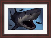 Framed Megalodon Shark