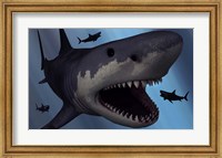 Framed Megalodon Shark