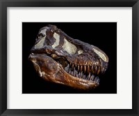 Framed Fossilized Skull of a T Rex