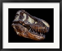 Framed Fossilized Skull of a T Rex