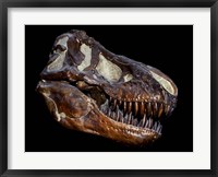 Framed Fossilized Skull of a T Rex
