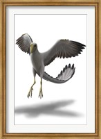 Framed Archaeopteryx