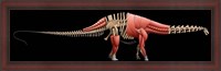 Framed Apatosaurus Skeleton
