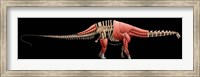 Framed Apatosaurus Skeleton