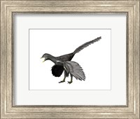 Framed Archaeopteryx Lithographica