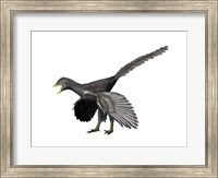Framed Archaeopteryx Lithographica