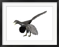 Framed Archaeopteryx Lithographica