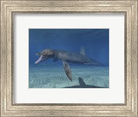 Framed Pliosaurus Kevani