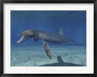 Framed Pliosaurus Kevani