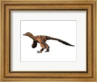 Framed Sinornithosaurus Dinosaur
