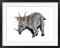 Framed Styracosaurus Dinosaur