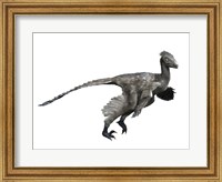 Framed Troodon Dinosaur