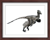 Framed Troodon Dinosaur