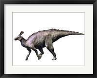 Framed Tsintaosaurus Dinosaur