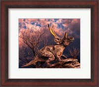 Framed Diabloceratops