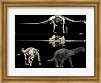 Framed Anatomy of a Titanosaur