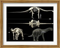Framed Anatomy of a Titanosaur