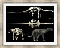 Framed Anatomy of a Titanosaur