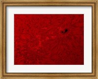 Framed H-alpha Sun in Red