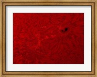 Framed H-alpha Sun in Red