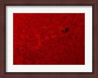 Framed H-alpha Sun in Red