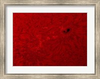 Framed H-alpha Sun in Red