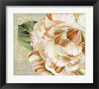 Framed Camellias I