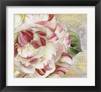 Framed Camellias II