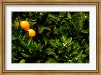 Framed Orange Tree, Tenerife, Canary Islands, Spain