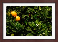 Framed Orange Tree, Tenerife, Canary Islands, Spain