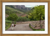 Framed Old man rides a donkey loaded with wood, Anguiano, La Rioja, Spain