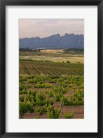 Framed Spring Vineyards with Montserrat Mountain, Catalonia, Spain